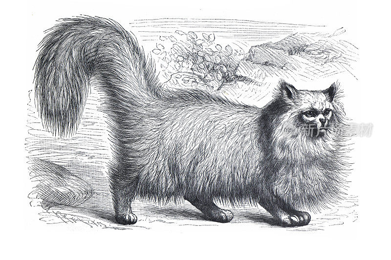 安哥拉猫(Felis domestic tica angorensis)复古手绘猫插图。